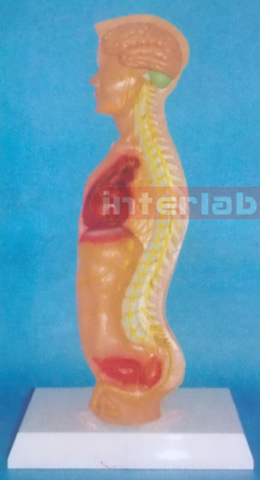 SMALL MALE HUMAN AUTONOMIC NERVOUS SYSTEM MODEL